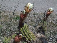 Trichocereus candicans Capilla del Monte Arg. ©JL.jpg